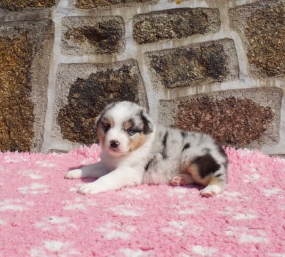 Les chiots de Berger Australien