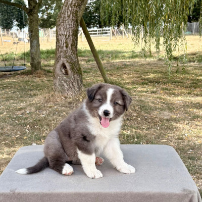 Les chiots de Berger Australien