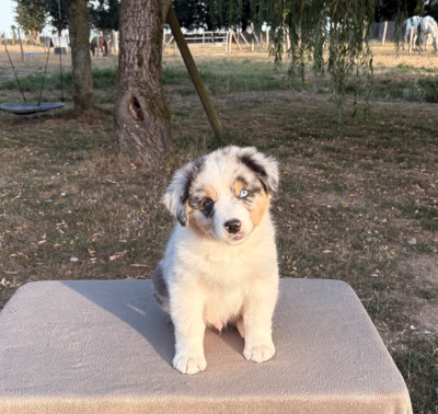 Les chiots de Berger Australien