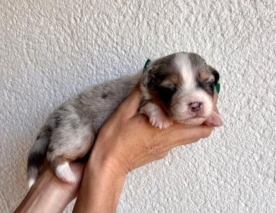 Les chiots de Berger Australien