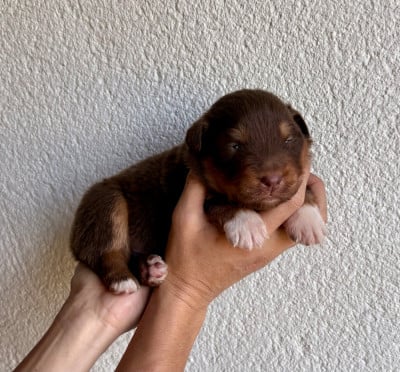 Les chiots de Berger Australien