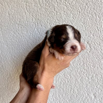Les chiots de Berger Australien