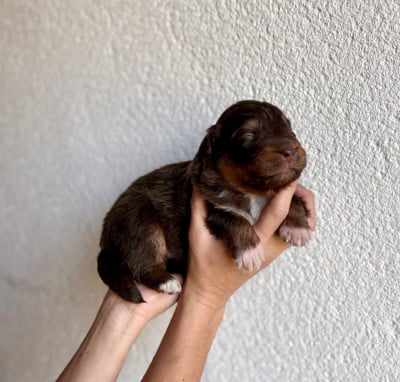 Les chiots de Berger Australien