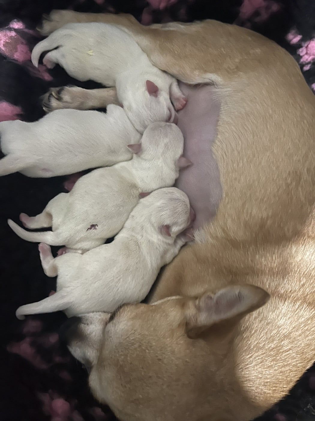 Chihuahua - Des Perles D'Arguin