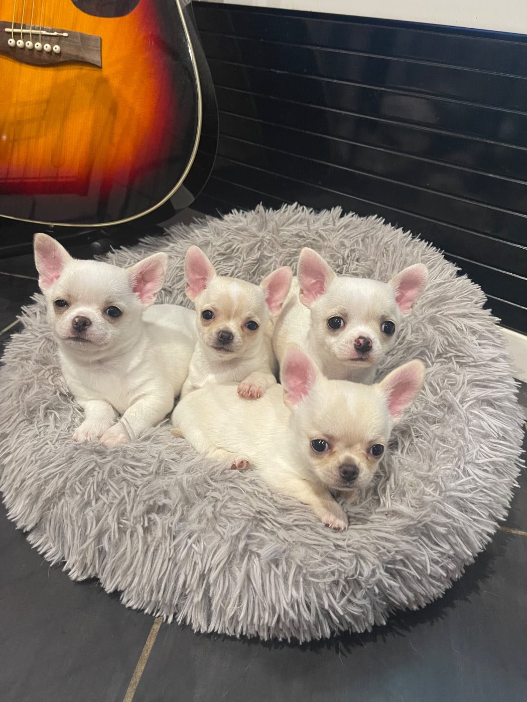 Chihuahua - Des Perles D'Arguin