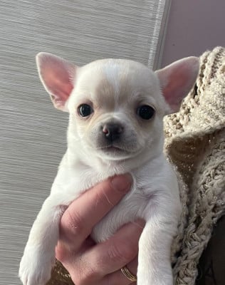 Les chiots de Chihuahua