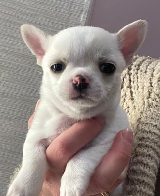 Les chiots de Chihuahua