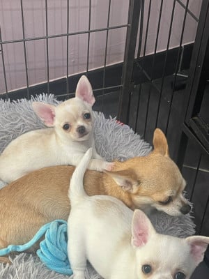 Les chiots de Chihuahua