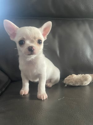 Les chiots de Chihuahua