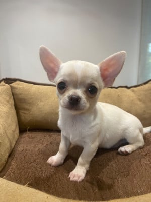 Les chiots de Chihuahua