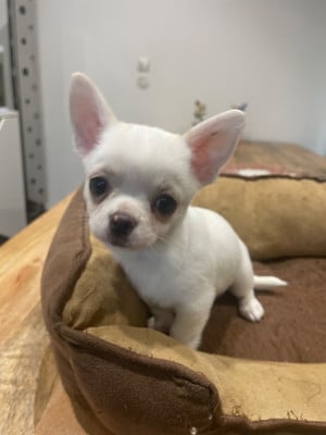 Les chiots de Chihuahua