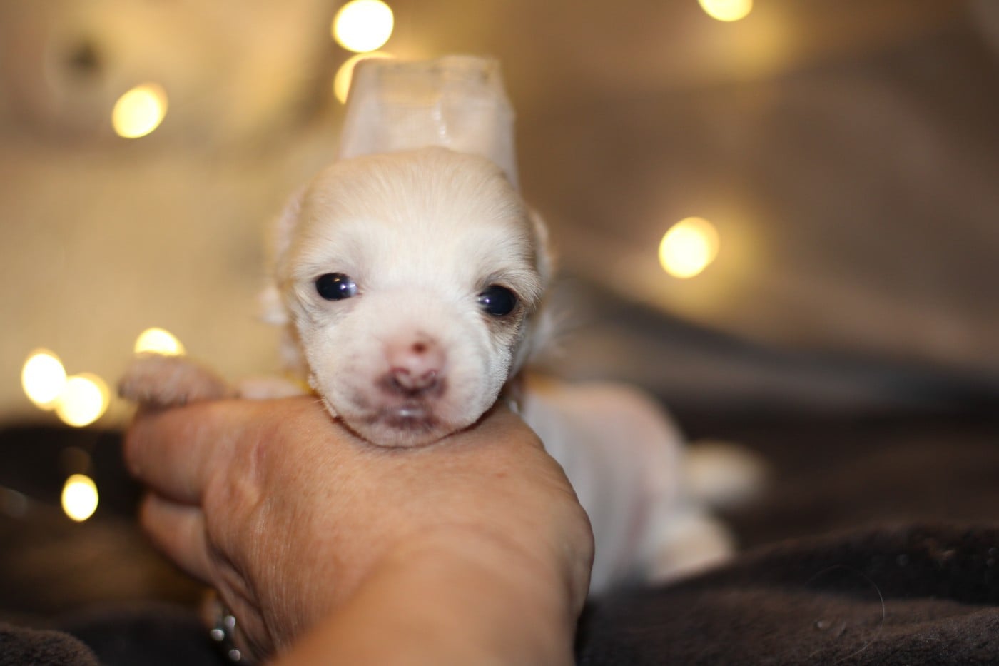 Astrid - Chien chinois à crête