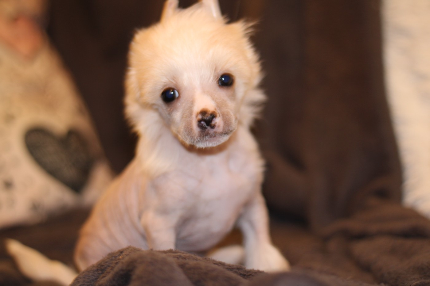 Ayrton - Chien chinois à crête