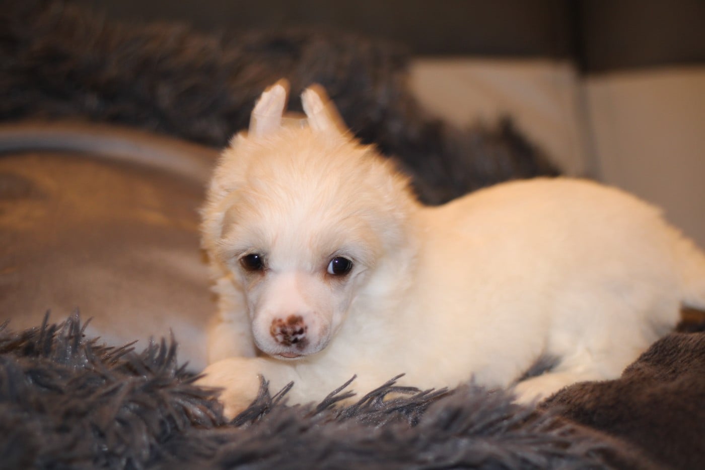 Arrow - Chien chinois à crête