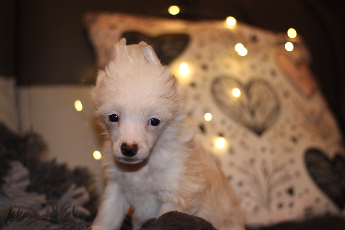 Aslan - Chien chinois à crête