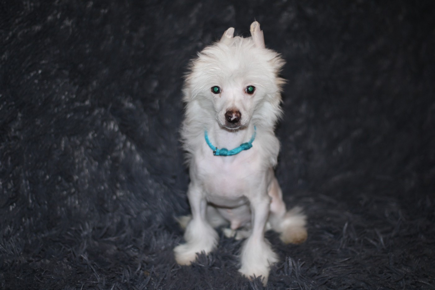 Astor - Chien chinois à crête