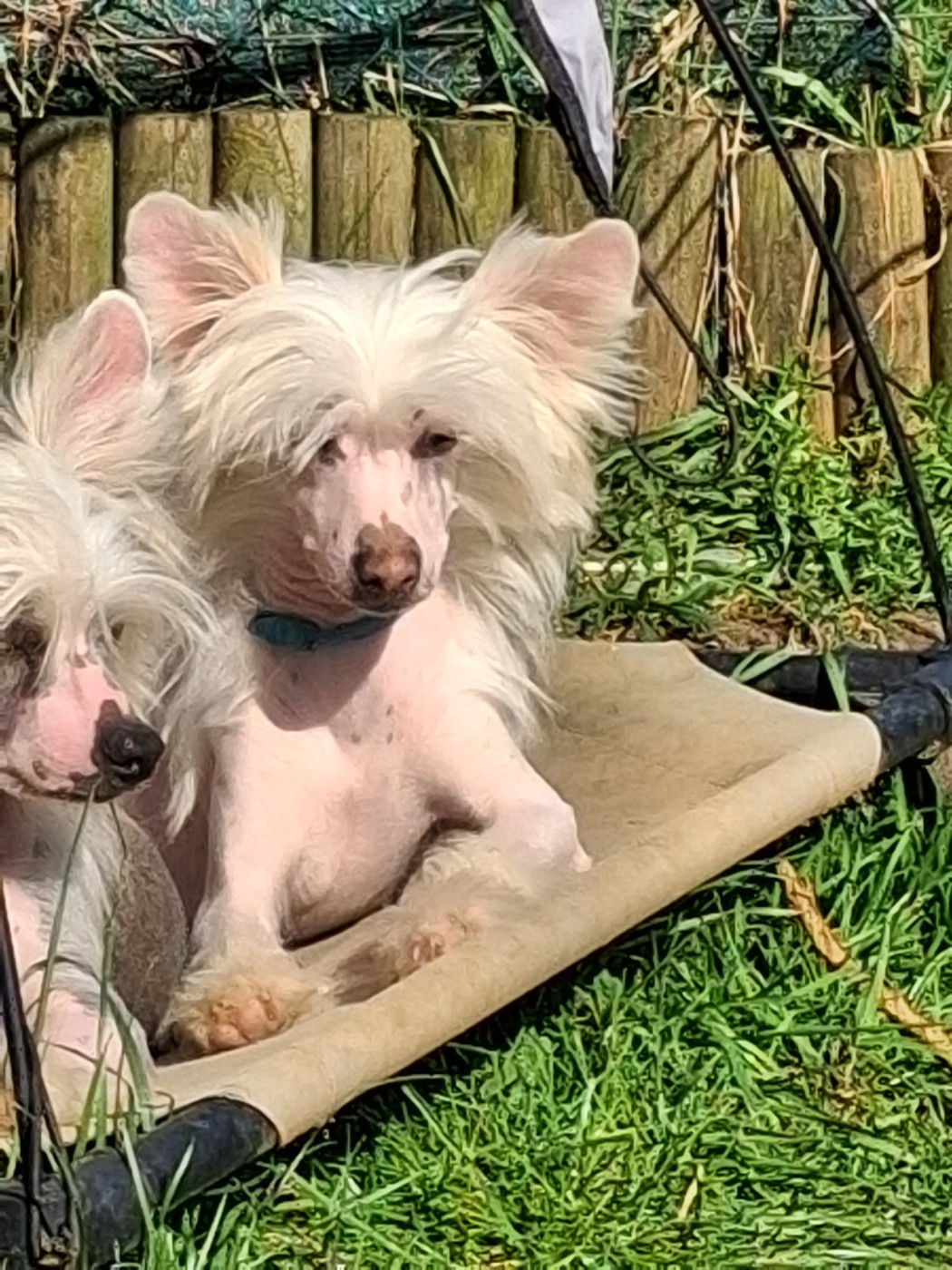 Astor - Chien chinois à crête