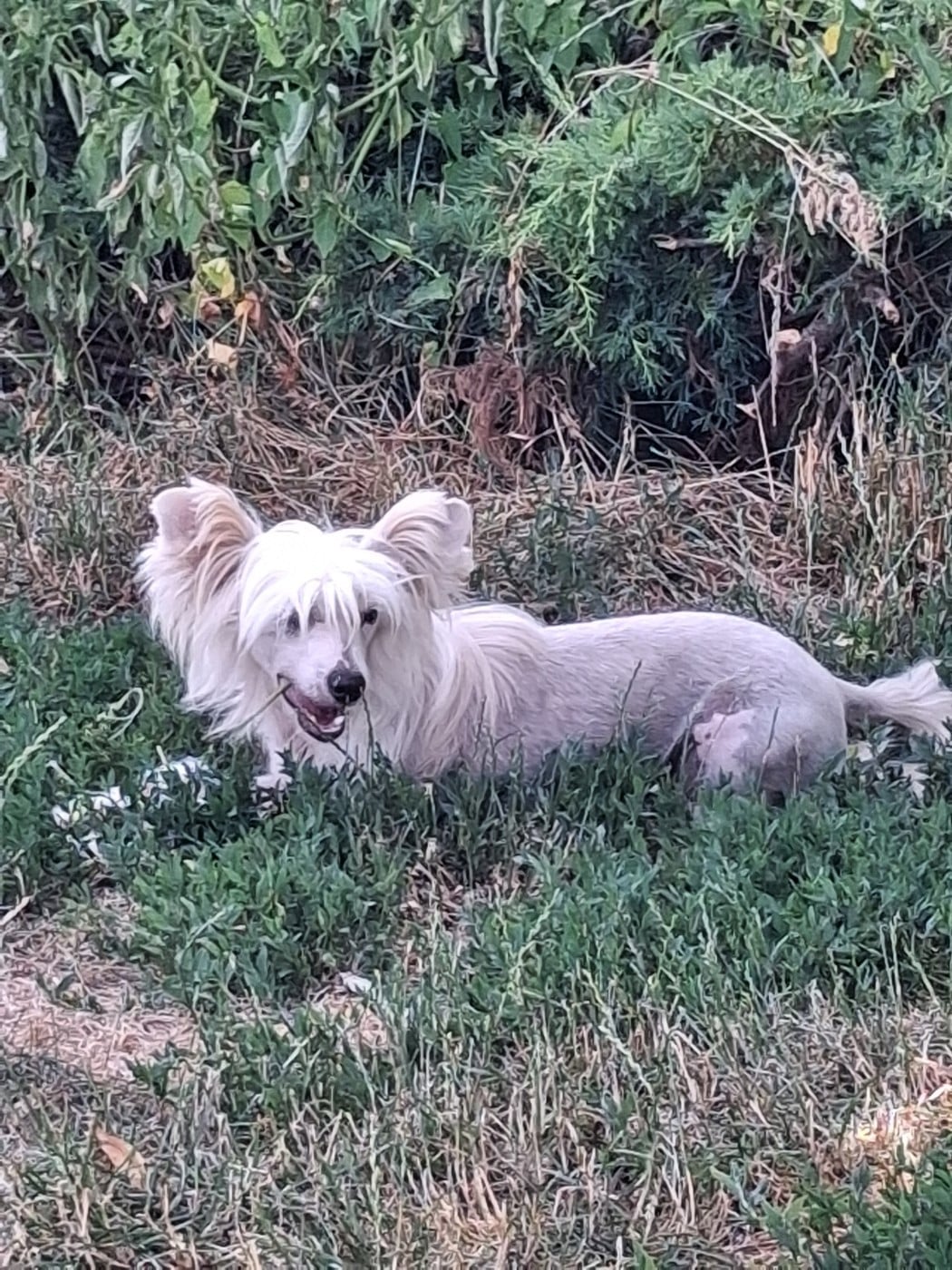 Aslan