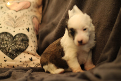 Les chiots de Chien chinois à crête