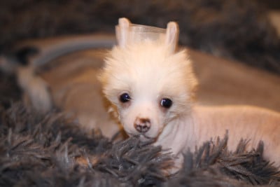 Les chiots de Chien chinois à crête