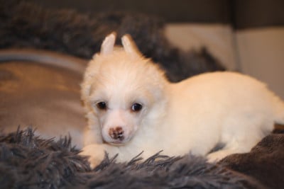 Les chiots de Chien chinois à crête