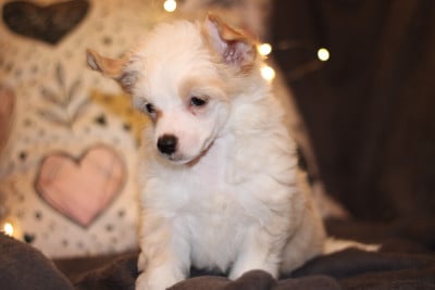 Les chiots de Chien chinois à crête