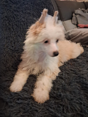 Les chiots de Chien chinois à crête