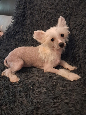 Les chiots de Chien chinois à crête