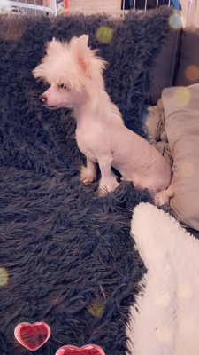 Les chiots de Chien chinois à crête