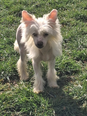 Les chiots de Chien chinois à crête