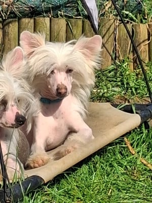 Les chiots de Chien chinois à crête