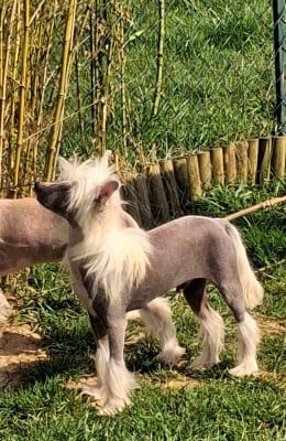 Les chiots de Chien chinois à crête