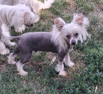 Les chiots de Chien chinois à crête