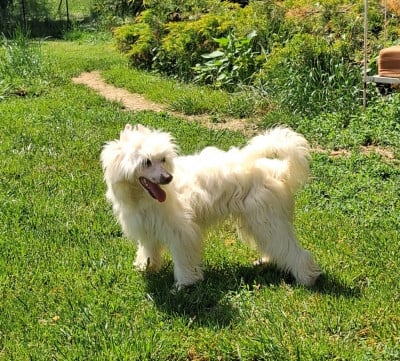 Les chiots de Chien chinois à crête
