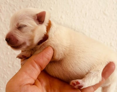 Les chiots de Spitz japonais