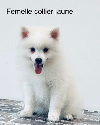 Les chiots de Spitz japonais