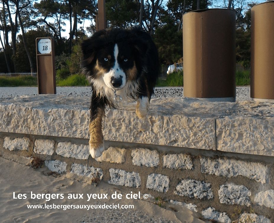 Publication : Des Bergers Aux Yeux De Ciel  Auteur : LES BERGERS AUX YEUX DE CIEL