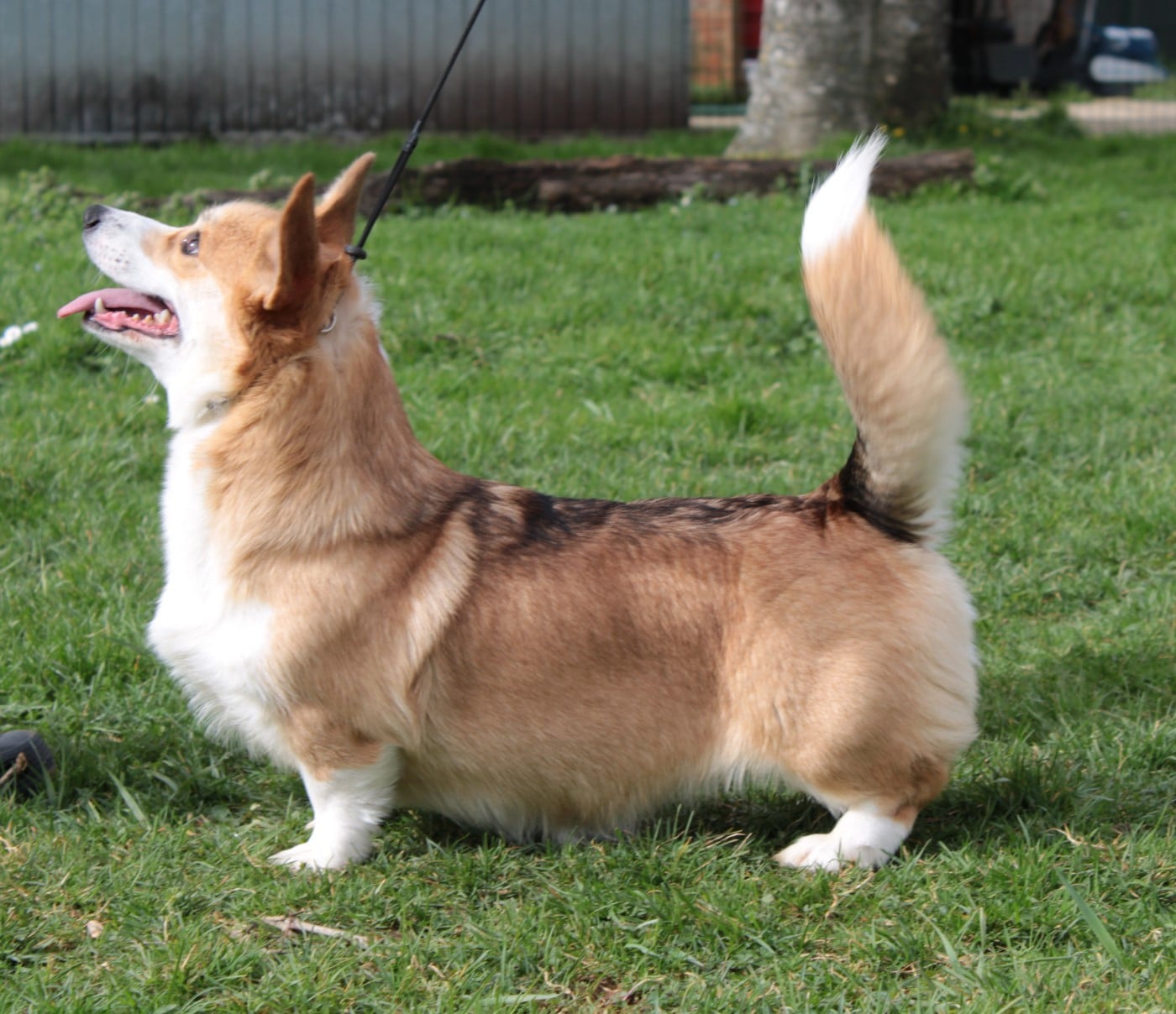 Opus Grande Very mim's