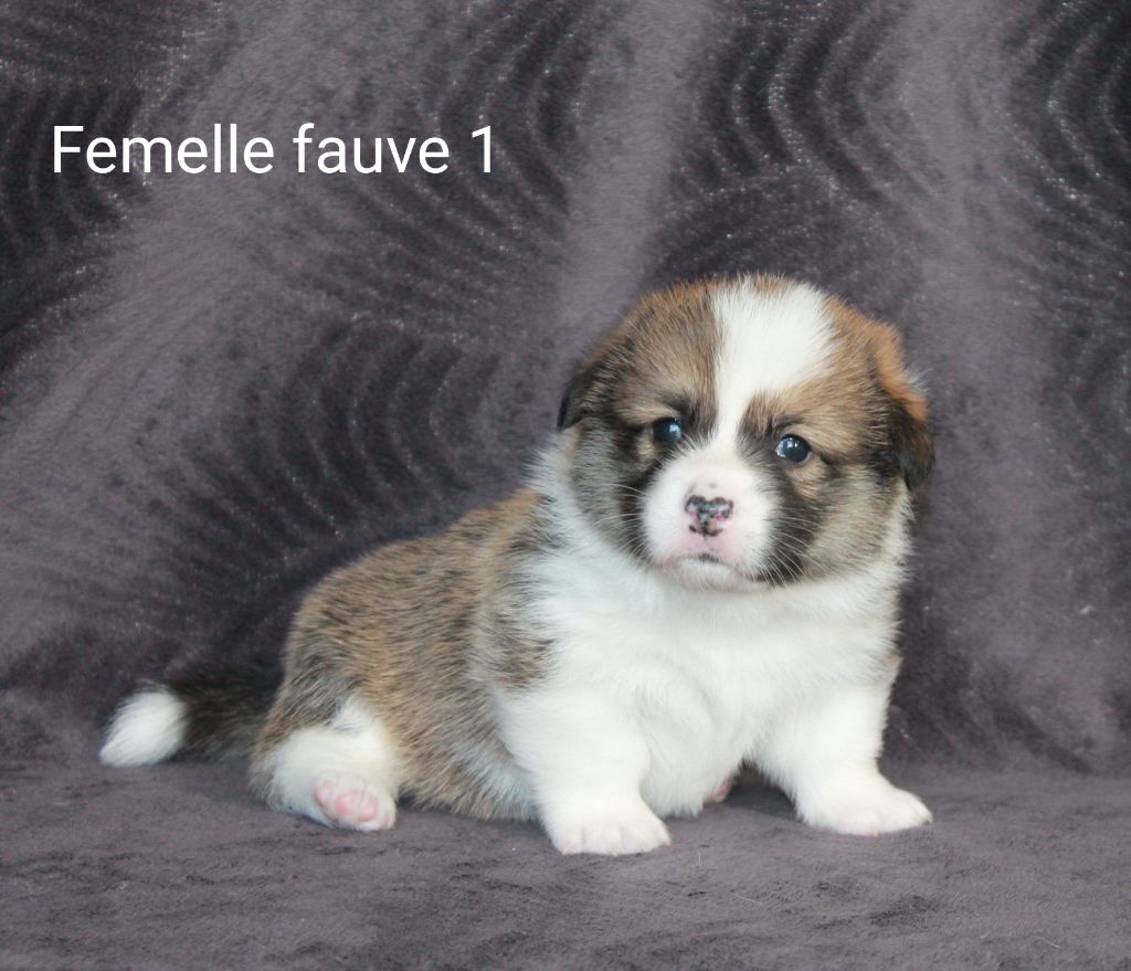 Femelle fauve 1