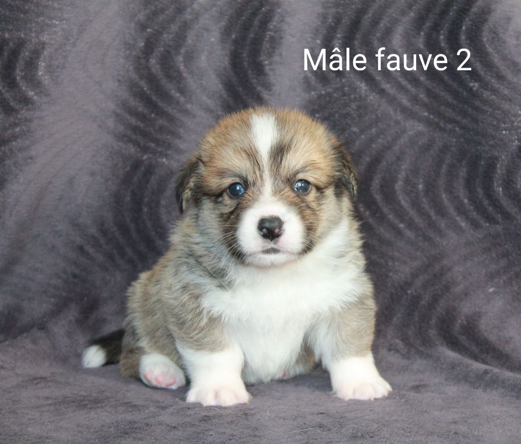 MALE FAUVE 2