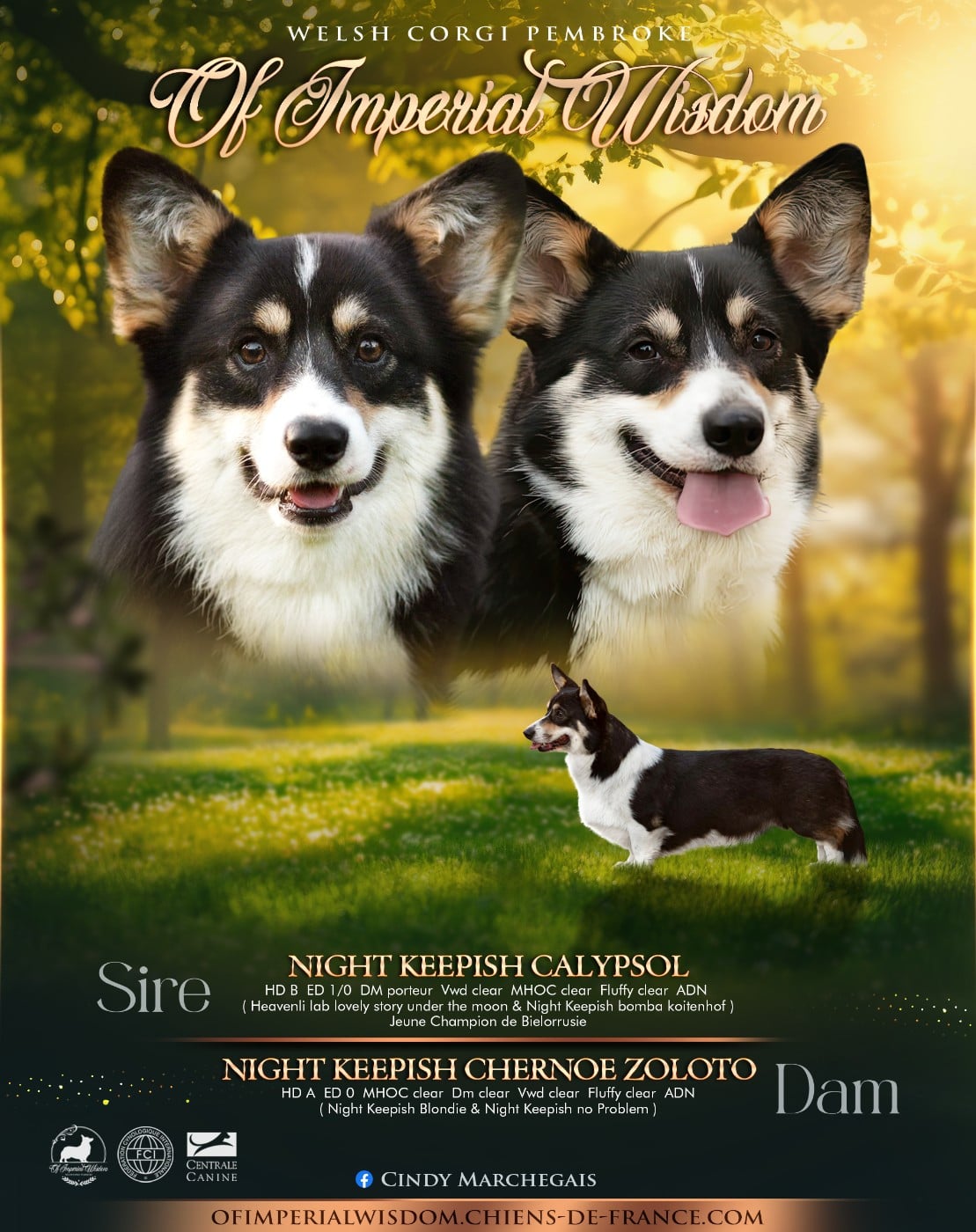 Black Swan of imperial wisdom - Welsh Corgi Pembroke