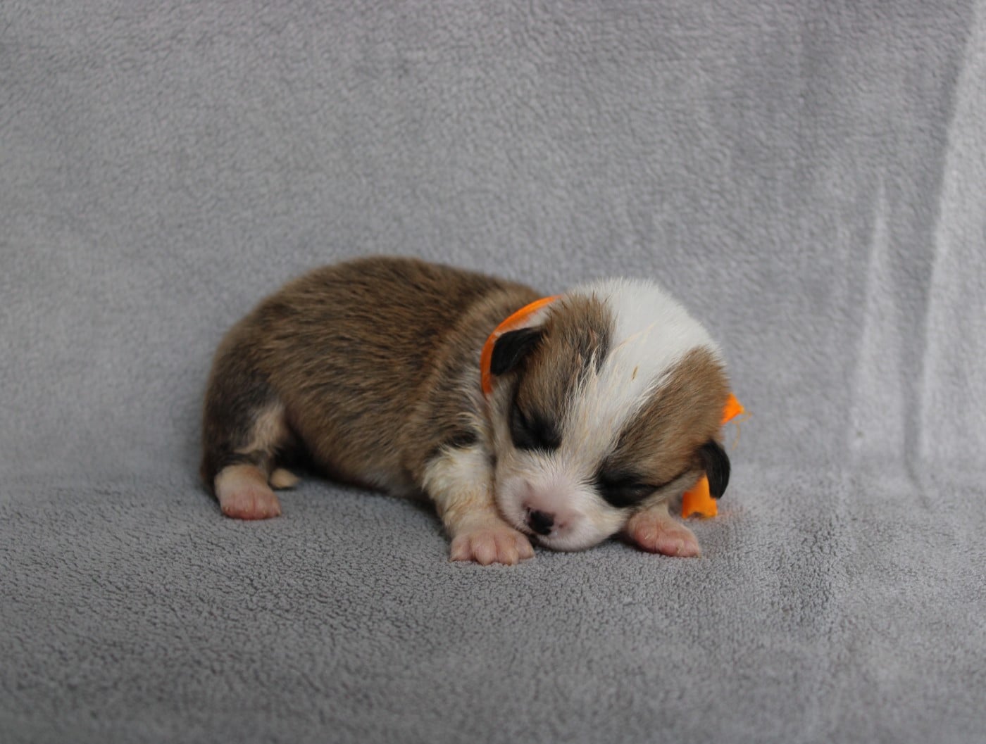 Mlle Orange