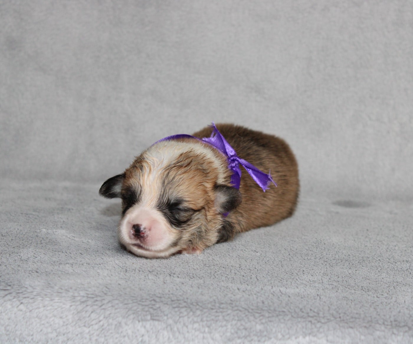 Mlle Violette