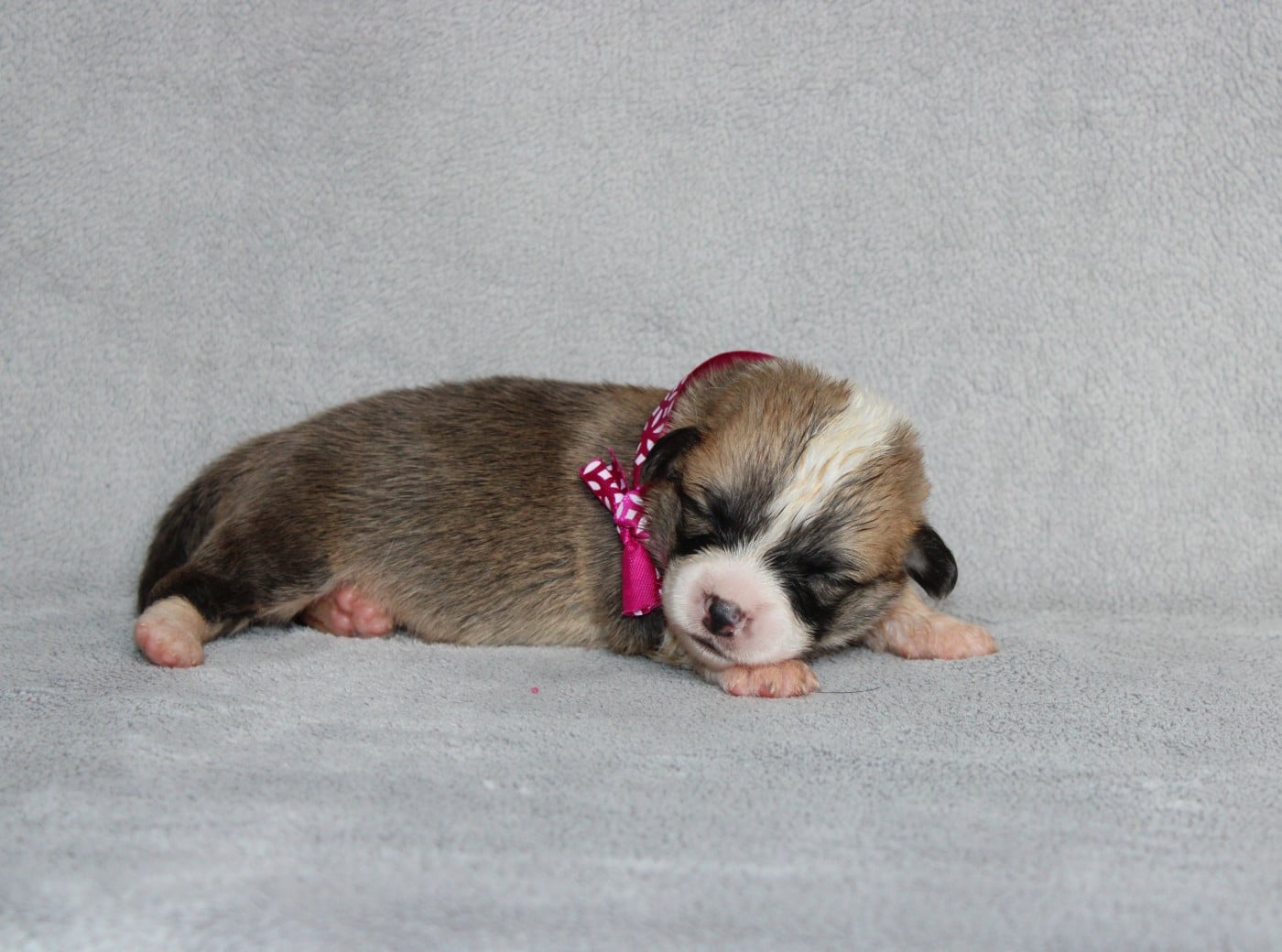 Mlle Rose foncé