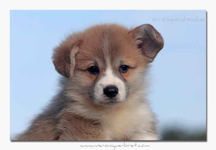 Boreas - Welsh Corgi Pembroke