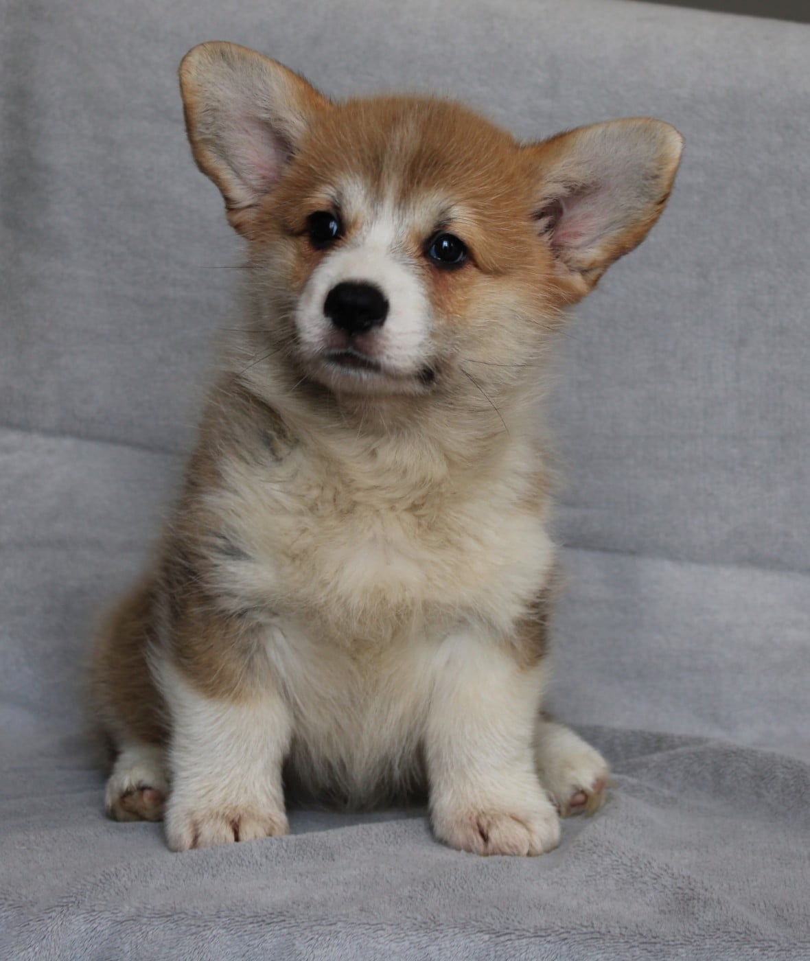 Boreas - Welsh Corgi Pembroke