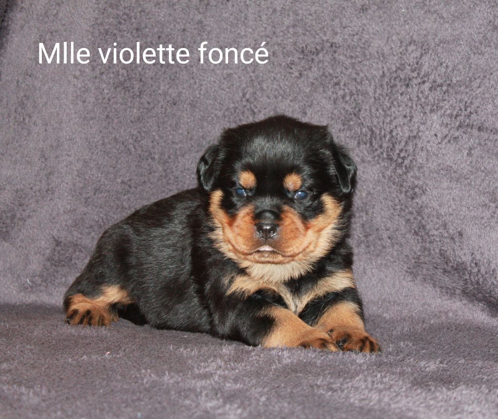 Mlle violette foncé
