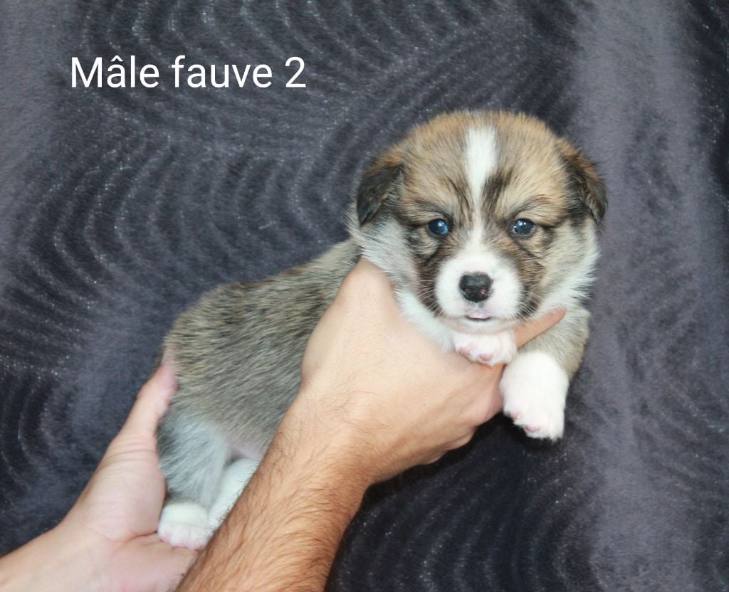 MALE FAUVE 2