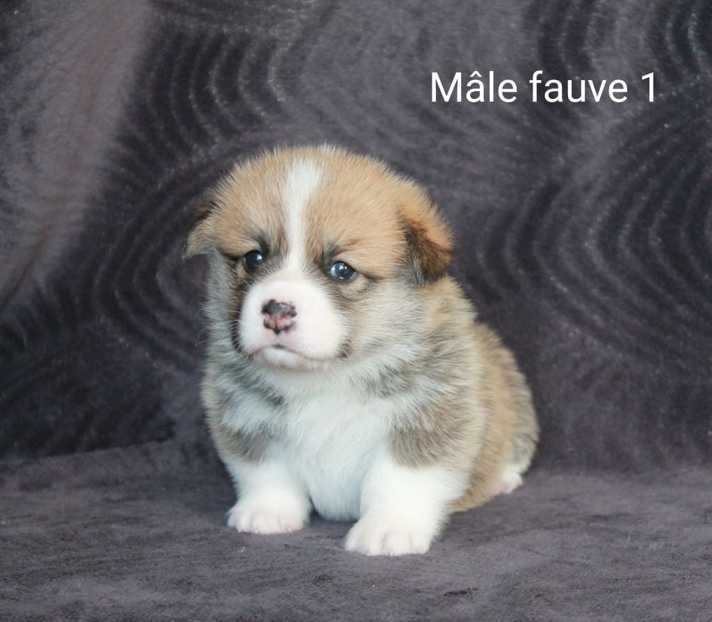 MALE FAUVE 1