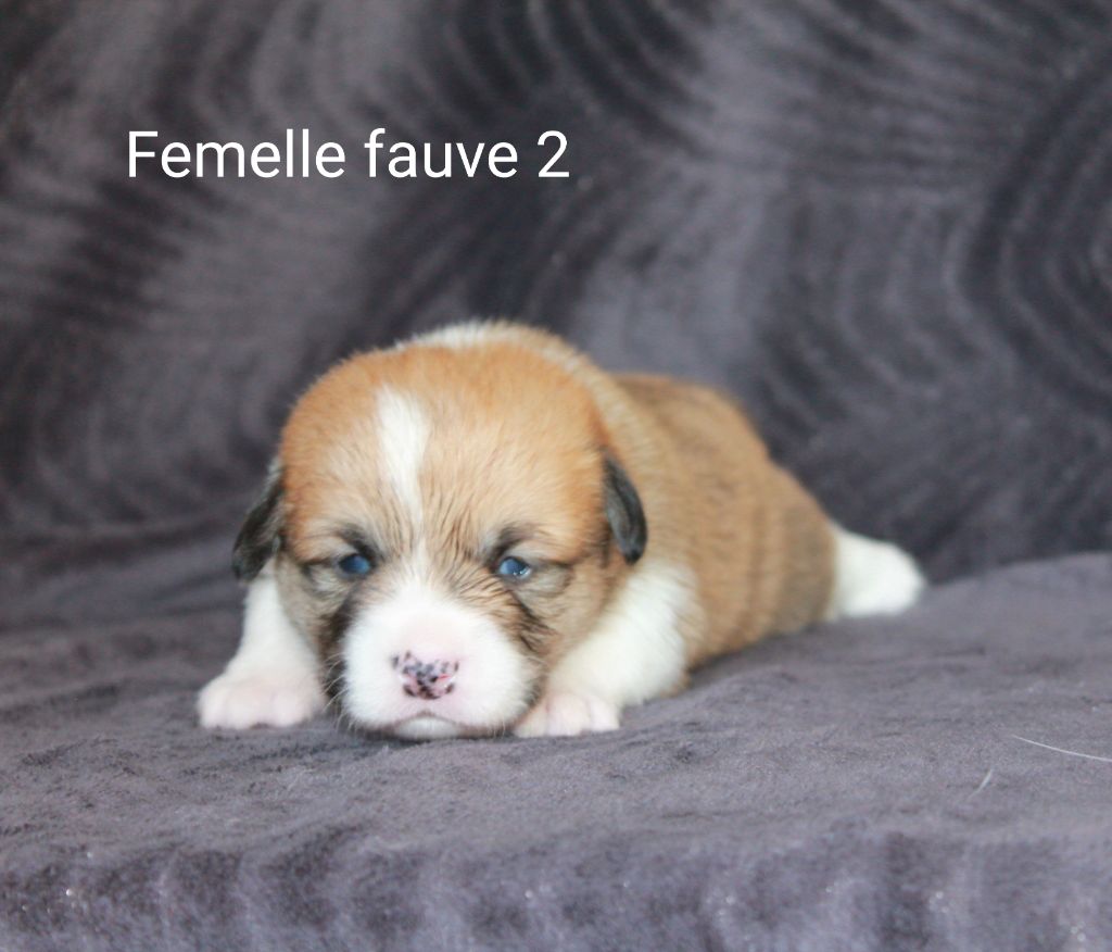Femelle fauve 2